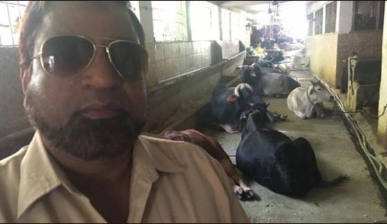 Cow Guard A Muslim In India