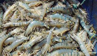 Us Banned Importing Pakistani Lobsters