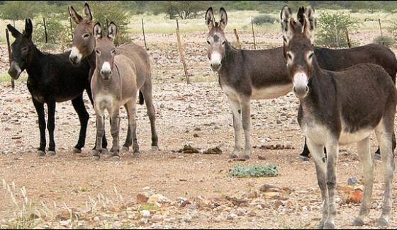 The Number Of Donkeys In Pakistan Was 52 Million