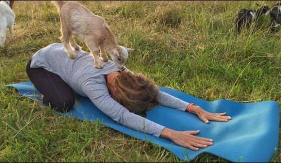 Goat Yoga Coming Britain Two Hour Classes