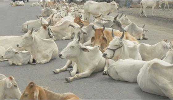 India Banned Slaughter Of Cow Buffalo Ox And Camel