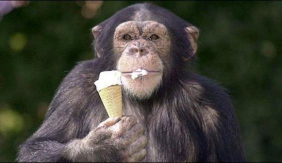 Monkey Ice Cream Treat To Sit