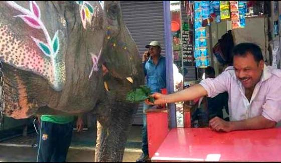 Indian City Sagar Elephant 31th Birthday