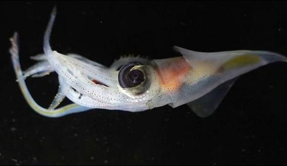 Without The Coast Of Australia Mouth Nose And Eye Fish Revealed