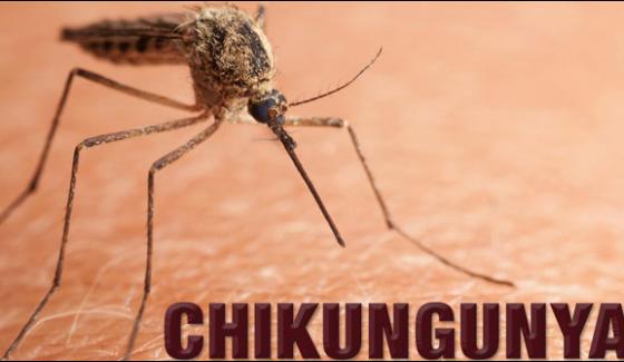 Karachi 3 Thousand Cases Of Chikungunya Confirmed This Year