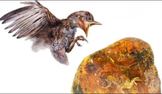 99 Million Year Old Bird Found Preserved In Amber Stuns Scientists