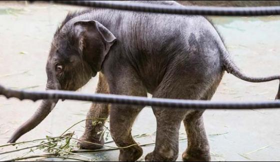 Moscow Baby Elephant First Time Meet With Public
