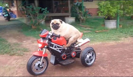 Electronic Motorbike Specialist Dog