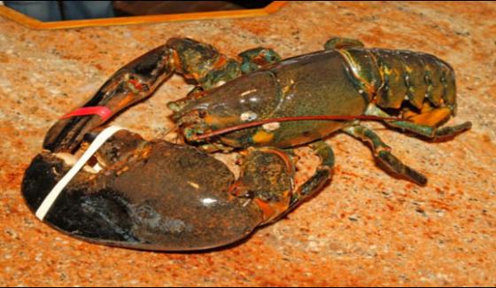 New York 132 Year Old Lobster 20 Years Later Left The Sea