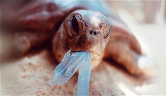 Plastic In Sea Danger For Sea Animalwwf