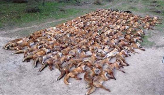 100 Foxes Killed By Former British Footballers