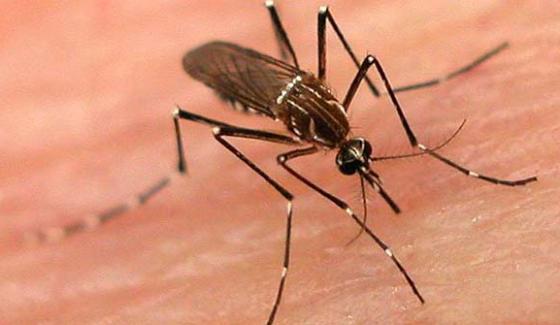 The Number Of Dengue Victims In Pakistan Has Exceeded 500