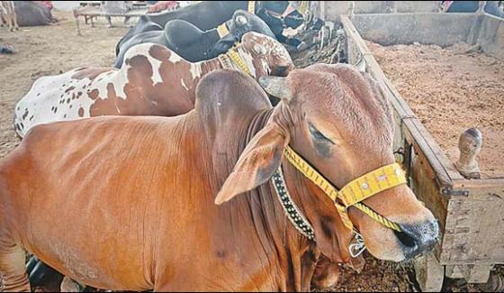Sindh Killed Cattle In Mysterious Illness In The Inner