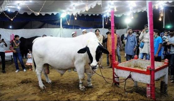 Karachi Ready To Sell More Than One Lakh Cattle