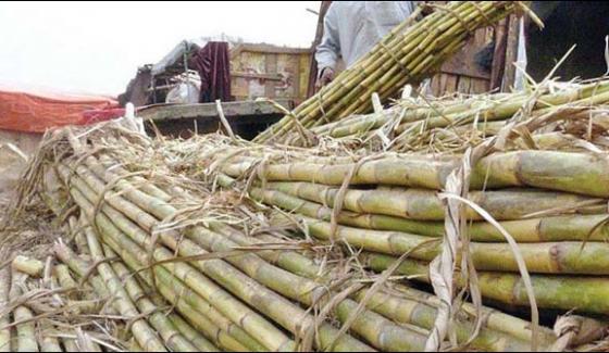 Sindh Ban On New Sugar Mills