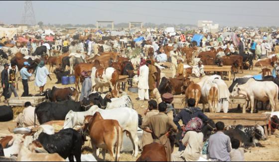 Sohrab Goth Cattle Market Was Inaugurated