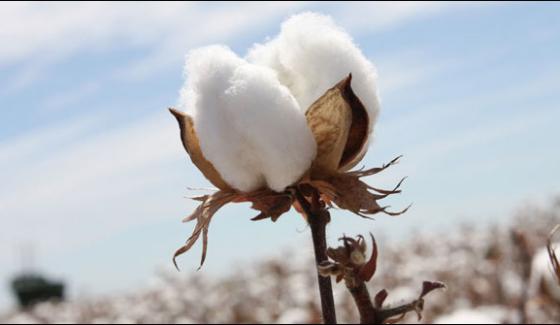 Cotton Becomes Cheaper In Punjab And Sindh