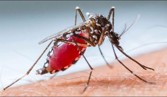 International Day Of Mosquitos
