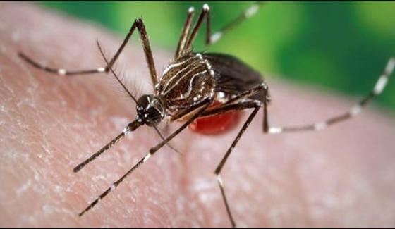 Peshawar Dengue Virus Took Another Life