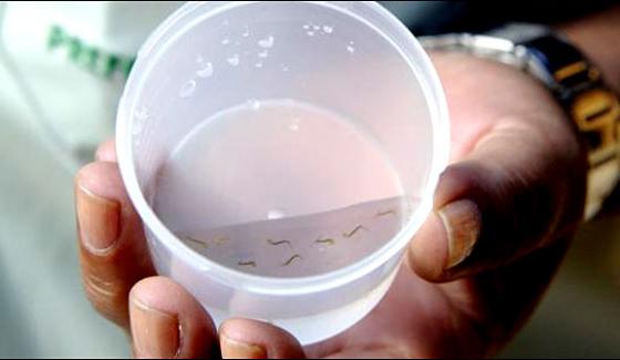Peshawar 87 Of Water Contains Dengue Viruses