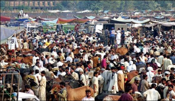 Lahore Dispansaries For Animals Built Temporarily In Cattle Markets
