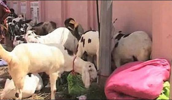 4 Illegal Cattle Market Seal In Multan