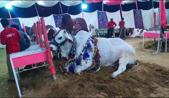 From Animal Feed To Delicate Foods For Eid