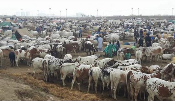 Last Day To Buy Animals For First Day Of Eid