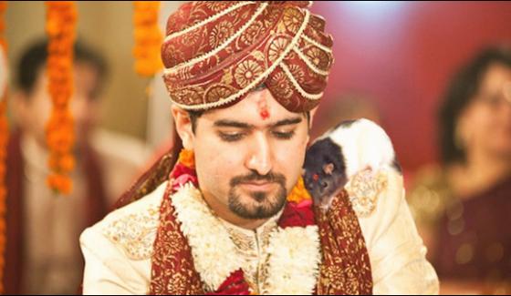 Hindu Man Marries A Rat Claiming It Is The Reincarnation Of His Dead Wife