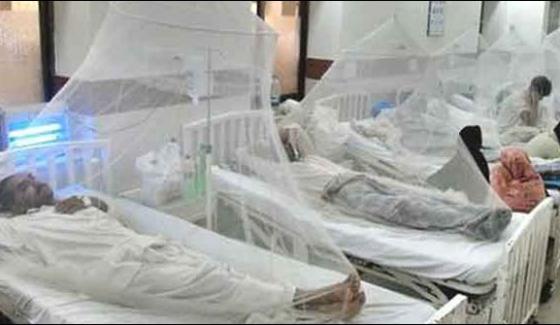Karachi The Number Of People Affected By Dengue Are 244