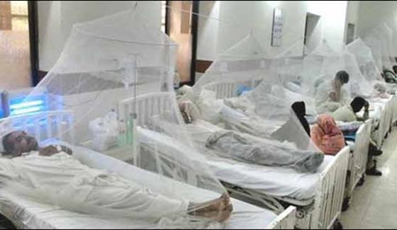 More Than 446 People Cofirmed Dengue In Kpk