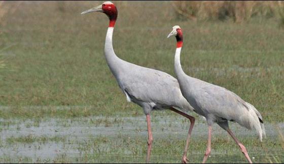 Wildlife Raid Department Recovered 4 Crane From The Accused