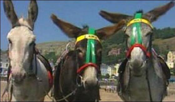 Donkeys Beauty Contest In Faisalabad