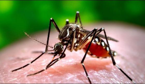 Khyber Agency More Than 2 People Confirmed With Dengue Virus