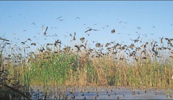 Migration Of Birds In Badin
