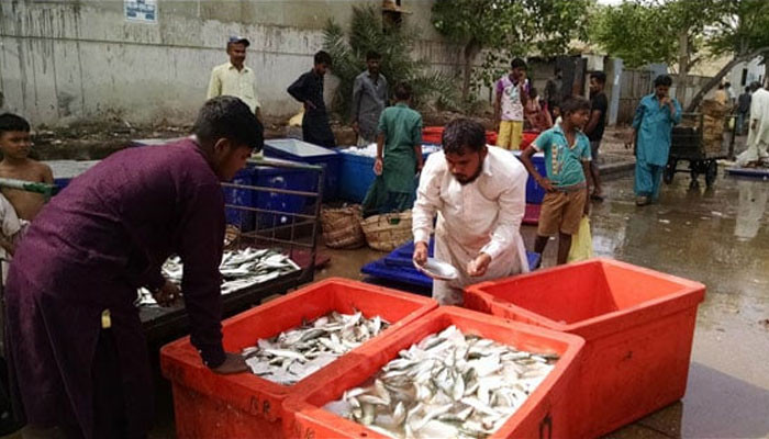 Karachi Fisheries Millions Of Jobs Millions Of Food Centers
