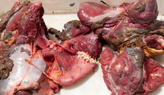 Wild Life Punjab Action50kg Meat Of Turtles Seized