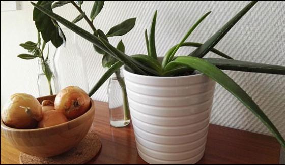 Indoor Plants That Help Improve Health