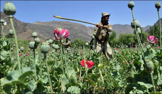 Opium Production In Afghanistan Has Increased By 64 In The Past Year