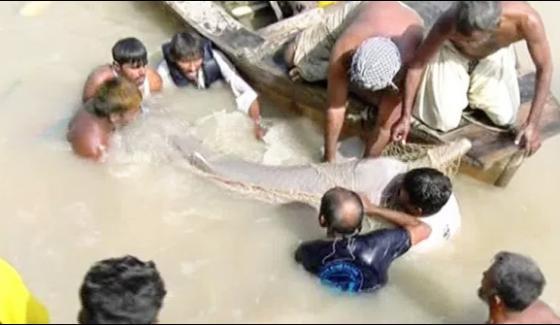 Two Blind Dolphins Rescued Near Sukkur