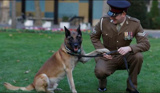 Dog Mali Awarded Medal For Afghanistan Bravery
