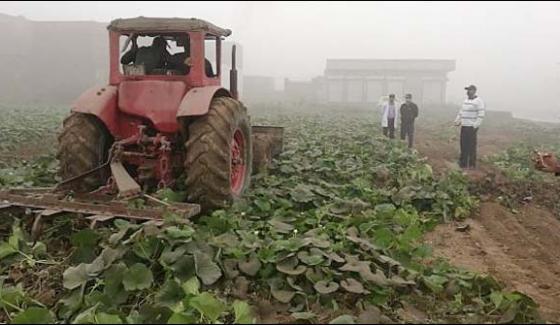 Punjab Damaged Vegetables Caused By Poisonous Water