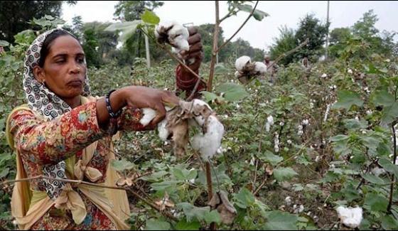 Announce New Terms For Imported Cotton From India
