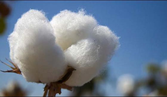 Cotton Import From India Ban