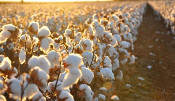 Sanghar District Of Sindh Forefront To Produce Cotton