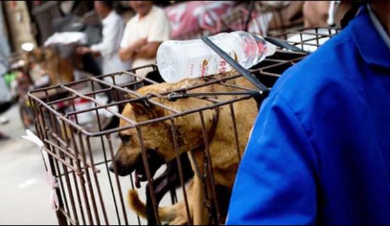 Sale Of Poisonous Dogs In China