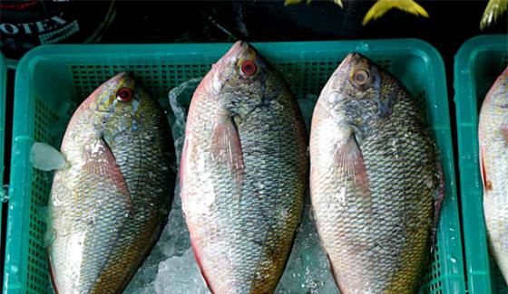 Use Of Fish Is Useful For Pairs Pain And Health