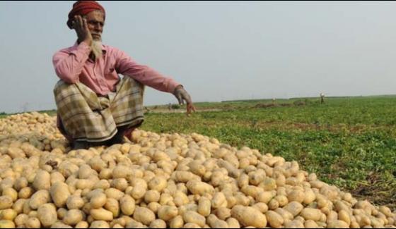 Both Potatoes And Farmers In India Prices Was 20 Paise