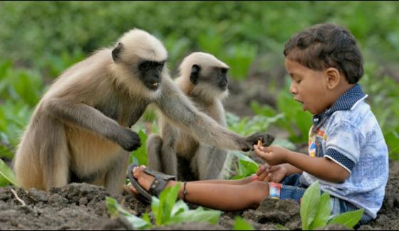 Modern Day Mowgli Indian Toddler Forges Bond With Monkeys
