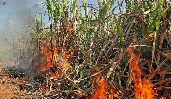 Farmer Burnt The Sugar Cane Crop After Not Receiving A Proper Amount Of Farm